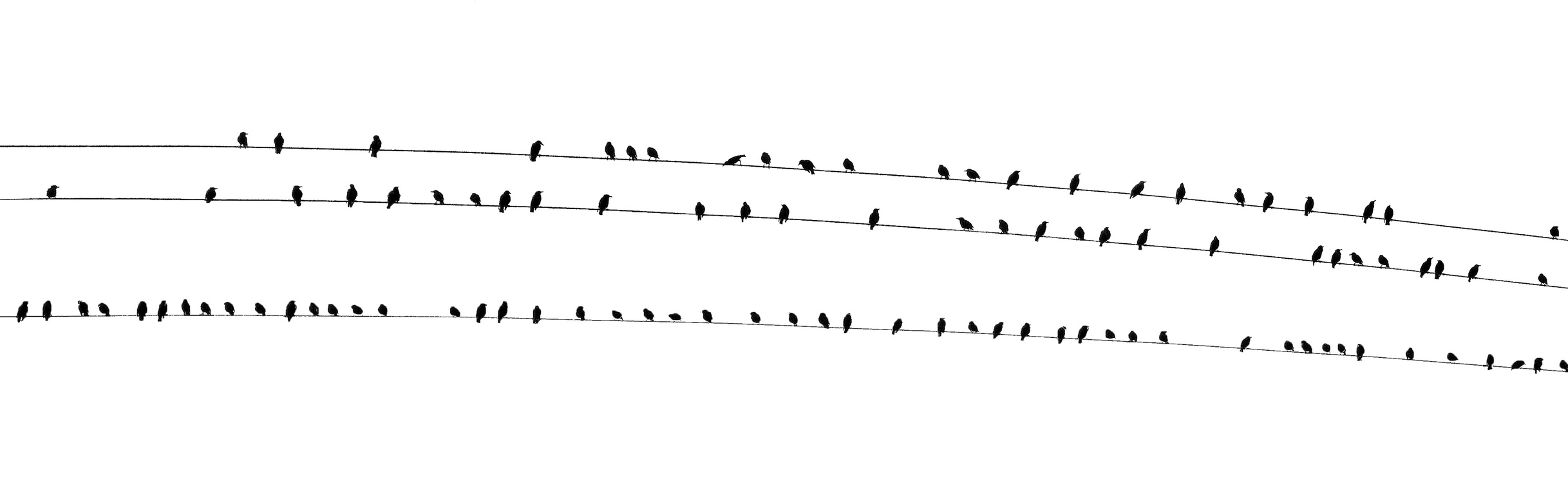 Wide image black birds sitting on wires against white background - panorama, high contrast, background.
