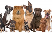 Nineteen Life Lessons We Can Learn From a Dog
