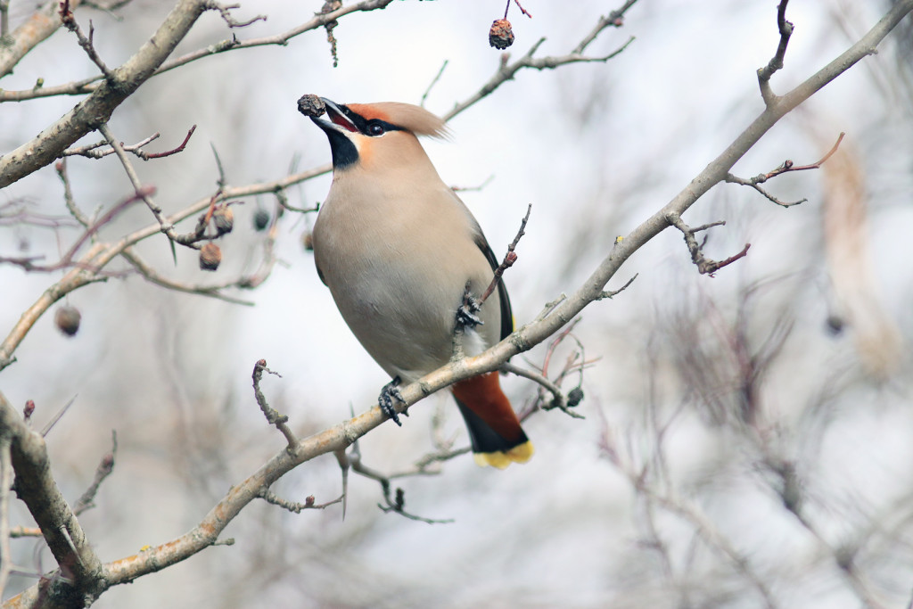 Waxwing on branches without leaves