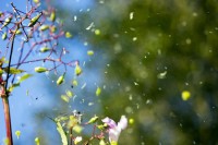 Nature Big Bang Theory of Observing