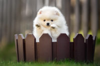 Fear Is The Highest Fence