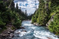 Beautiful blue river water flowing through rocks and tall green pine trees.