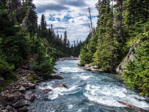 Beautiful blue river water flowing through rocks and tall green pine trees.