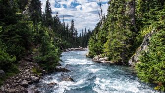 Beautiful blue river water flowing through rocks and tall green pine trees.