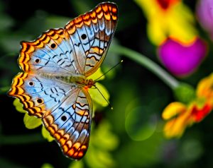 a beautiful blue and orange butterfly on a green plant
